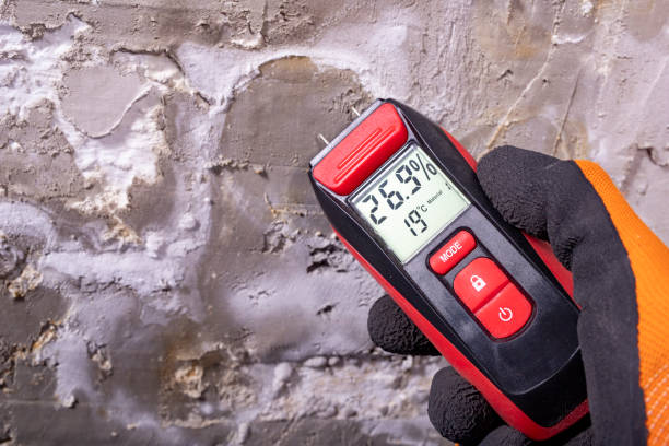 Best Home Mold Removal  in Rosewood Heights, IL