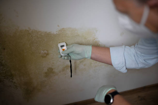 Attic Mold Removal in Rosewood Heights, IL