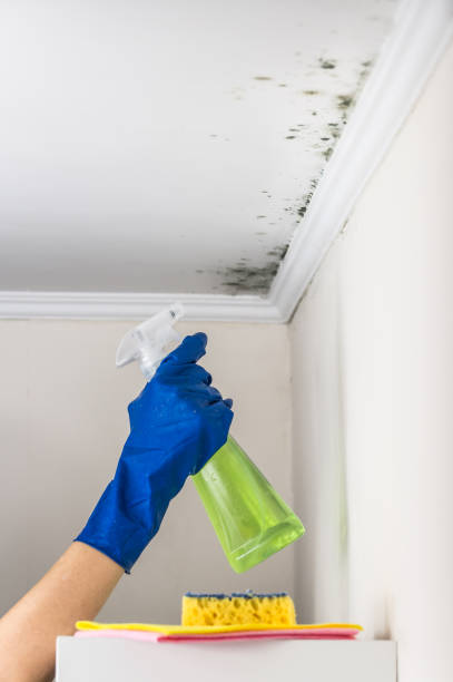 Best Attic Mold Removal  in Rosewood Heights, IL